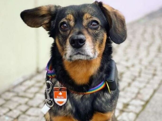 Hündin Zelda aus dem Berliner Tierheim | © Tierheim Berlin 