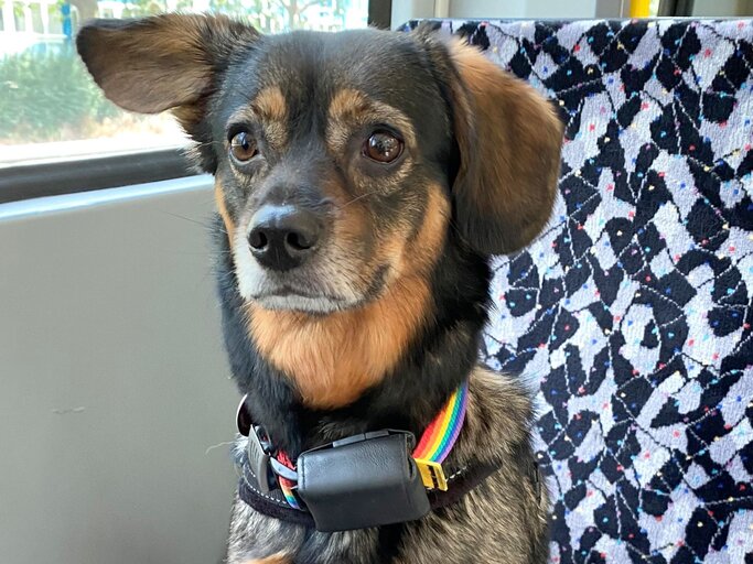 Hündin Zelda aus dem Berliner Tierheim | © Tierheim Berlin 