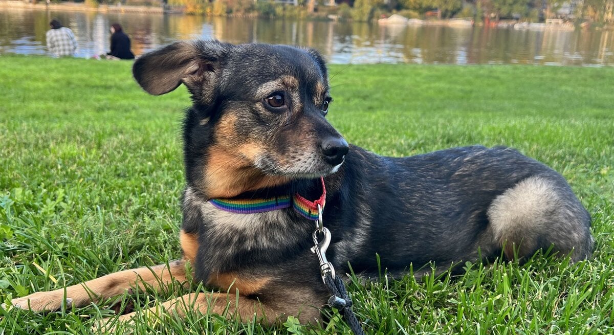 Hündin Zelda aus dem Berliner Tierheim