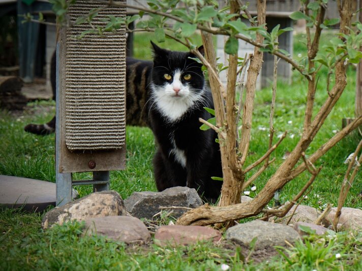 Kater Milo aus dem Berliner Tierheim | © Tierheim Berlin 