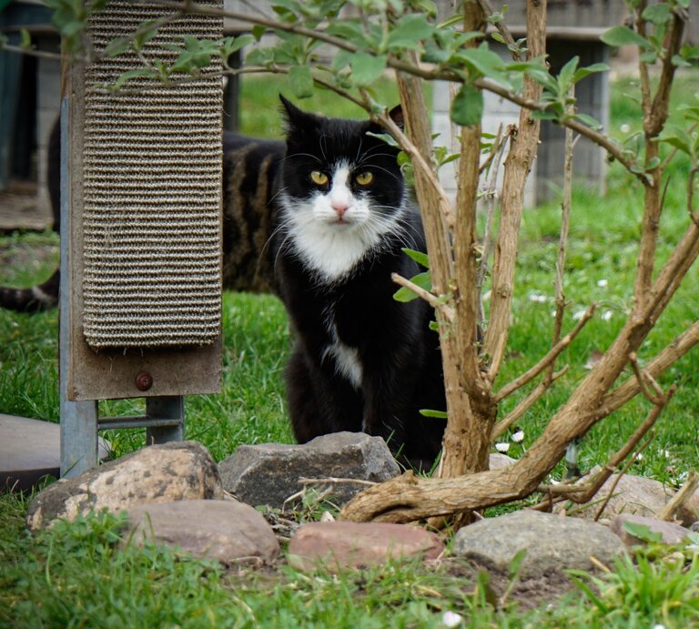 Kater Milo aus dem Berliner Tierheim | © Tierheim Berlin 