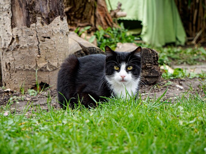 Kater Milo aus dem Berliner Tierheim | © Tierheim Berlin 