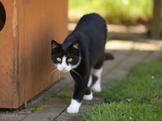Kater Milo aus dem Berliner Tierheim | © Tierheim Berlin 
