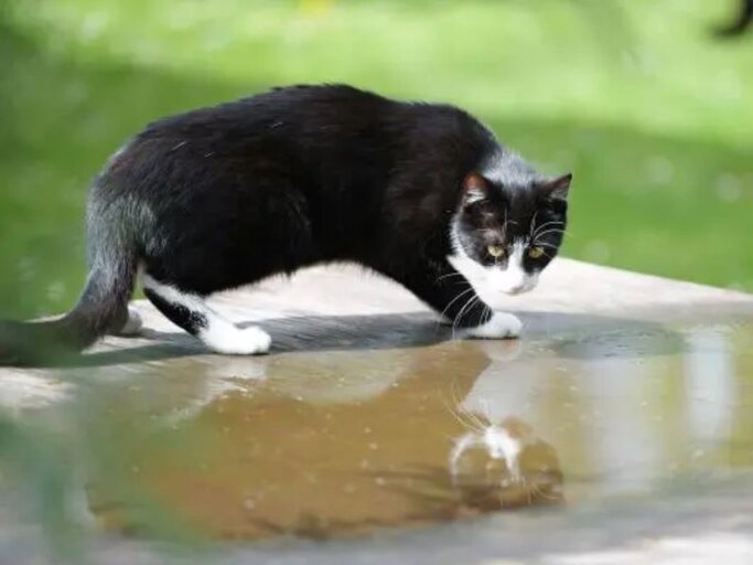 Kater Milo aus dem Berliner Tierheim | © Tierheim Berlin 