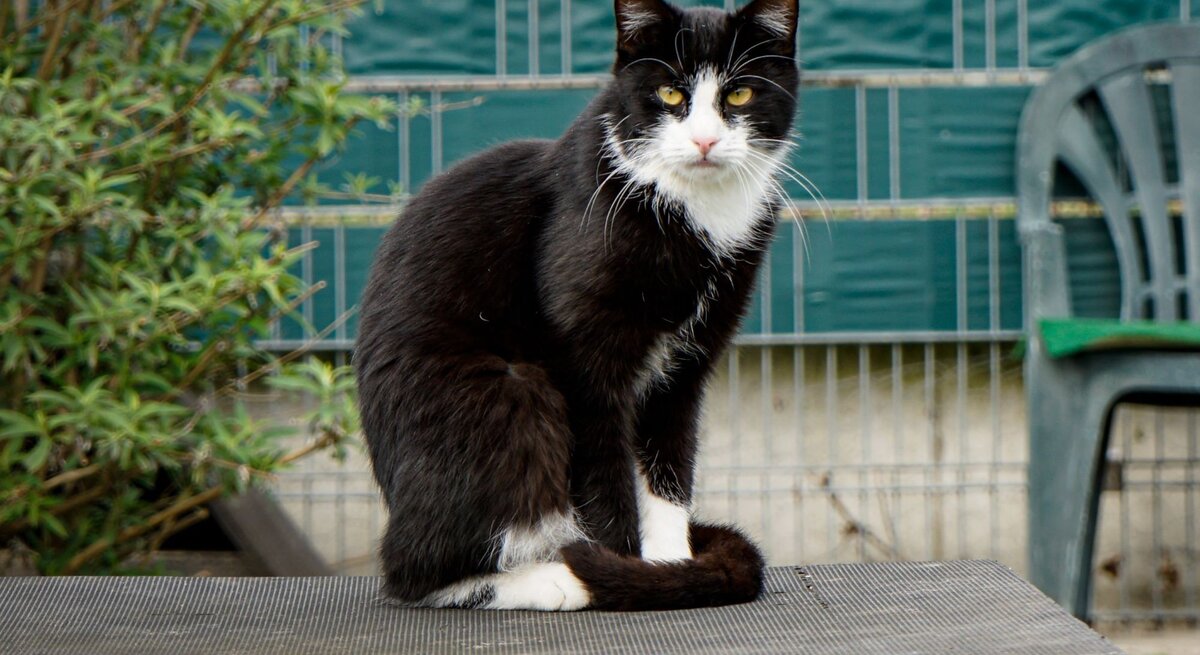 Kater Milo aus dem Berliner Tierheim