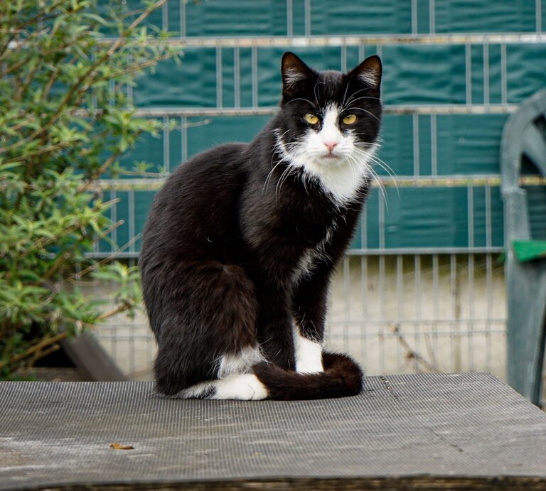 Kater Milo aus dem Berliner Tierheim | © Tierheim Berlin 