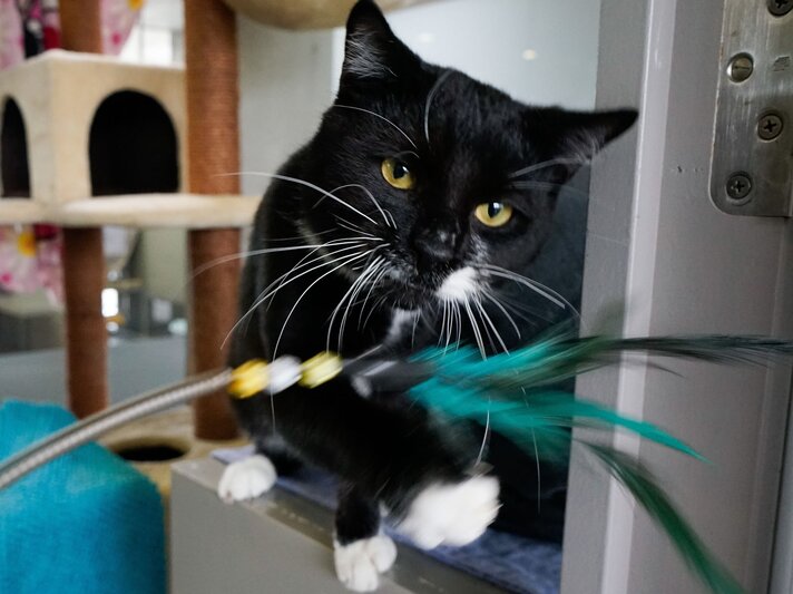Luka, ein Kater aus dem Berliner Tierheim | © Tierheim Berlin 