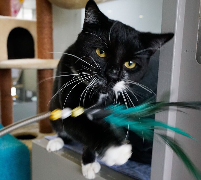 Luka, ein Kater aus dem Berliner Tierheim | © Tierheim Berlin 