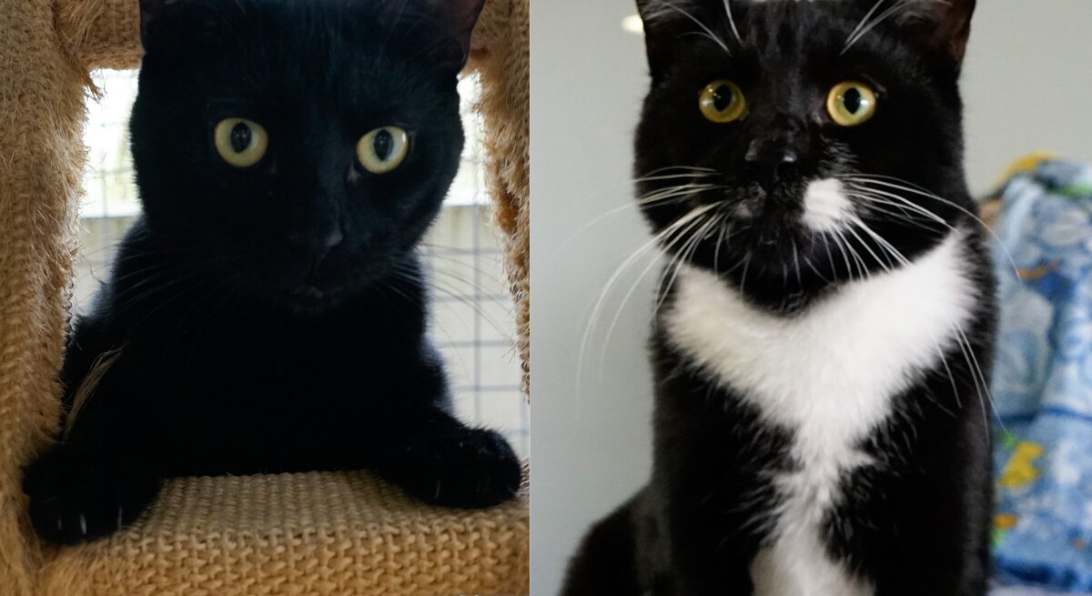 Kater Snoozy & Luka aus dem Berliner Tierheim