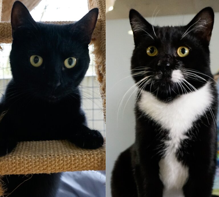 Kater Snoozy & Luka aus dem Berliner Tierheim | © Tierheim Berlin 