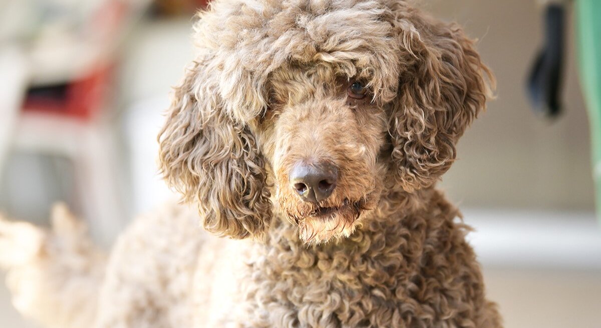 Hund Ludwig, ein Großpudel aus dem Berliner Tierheim