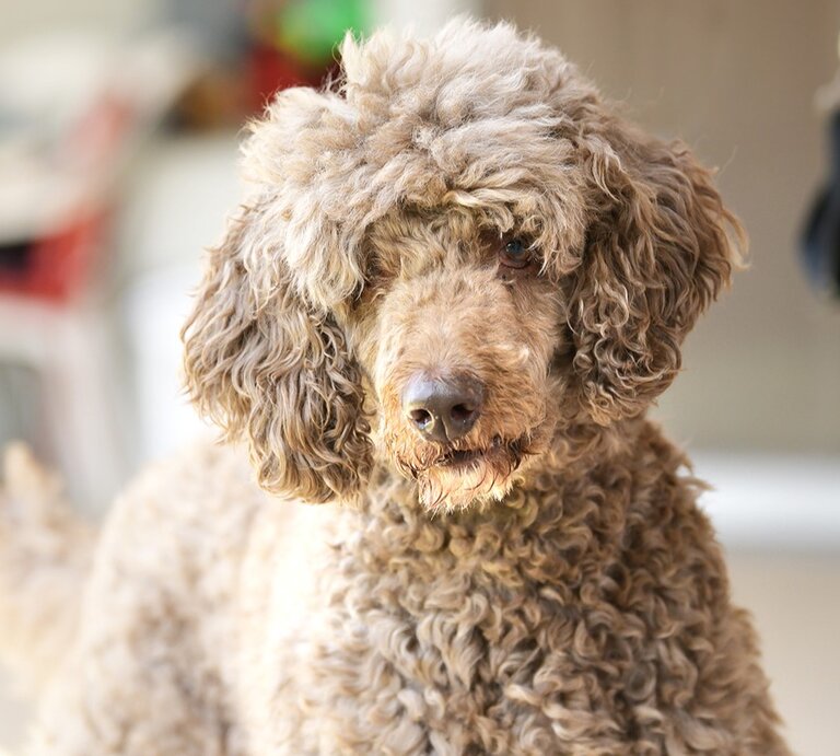 Hund Ludwig, ein Großpudel aus dem Berliner Tierheim | © Tierheim Berlin