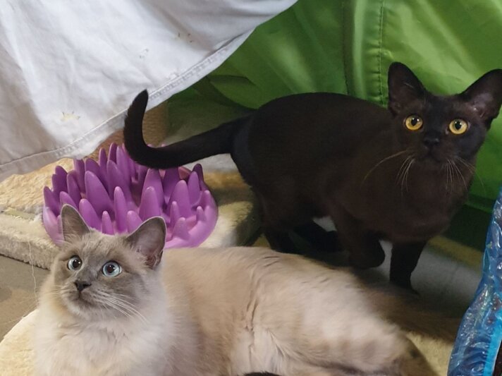 Alfi, Luise & Amaya, drei Burma-Katzen aus dem Berliner Tierheim | © Tierheim Berlin