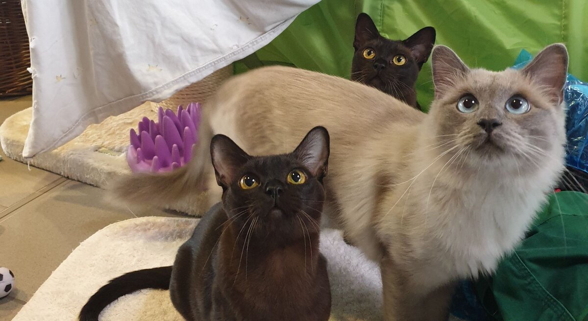Alfi, Luise & Amaya, drei Burma-Katzen aus dem Berliner Tierheim