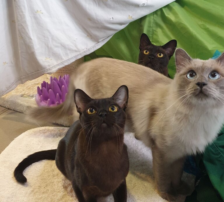 Alfi, Luise & Amaya, drei Burma-Katzen aus dem Berliner Tierheim | © Tierheim Berlin