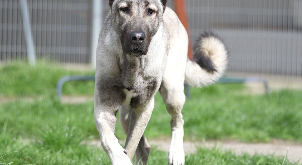 Hund Spencer, ein Kangal aus dem Berliner Tierheim