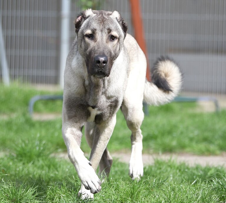 Hund Spencer, ein Kangal aus dem Berliner Tierheim | © Tierheim Berlin