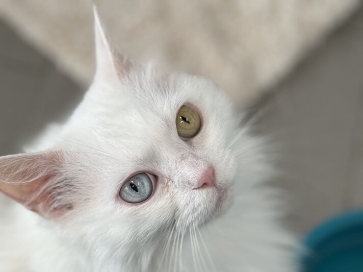 Katze Tabea, eine Türkisch Van aus dem Berliner Tierheim | © Tierheim Berlin