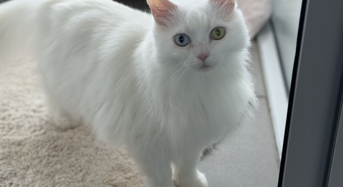  Katze Tabea, eine Türkisch Van aus dem Berliner Tierheim