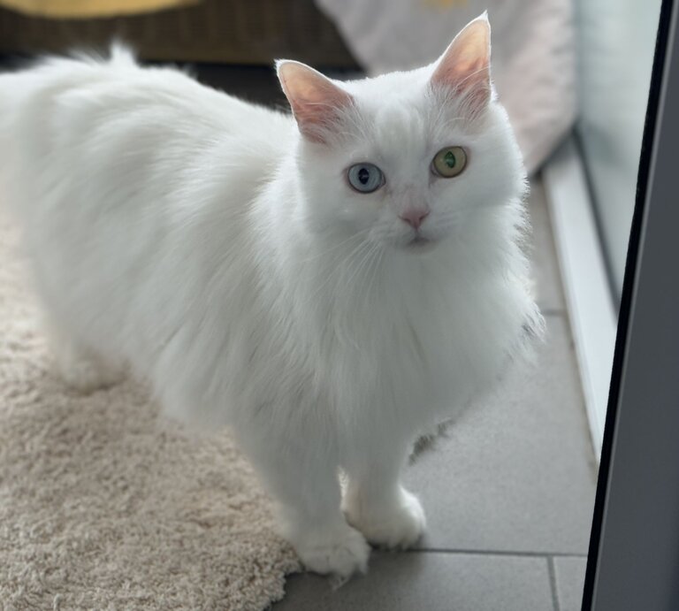  Katze Tabea, eine Türkisch Van aus dem Berliner Tierheim | © Tierheim Berlin