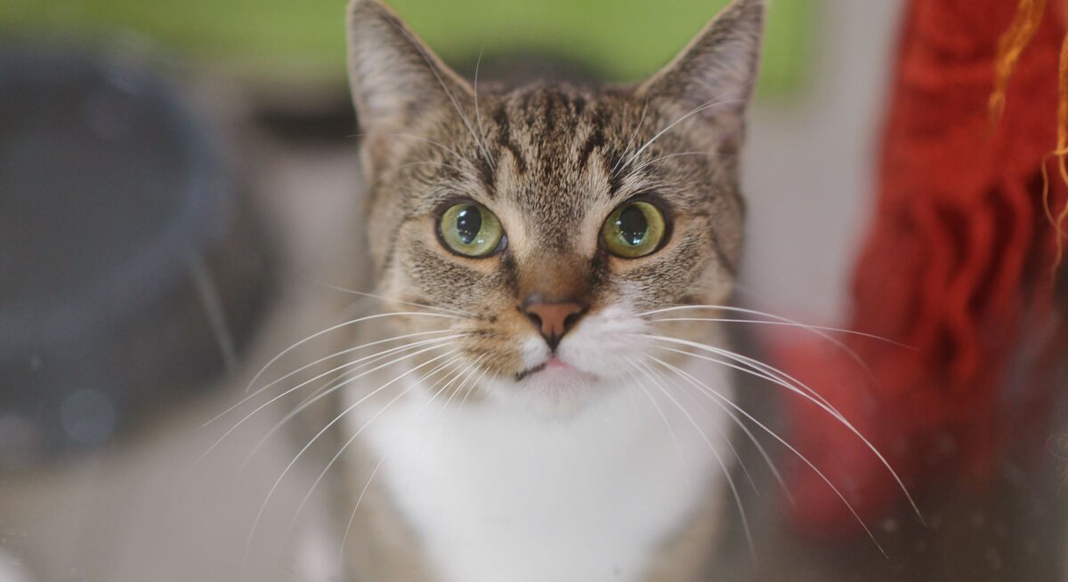 Katze Sunna aus dem Tierheim Berlin