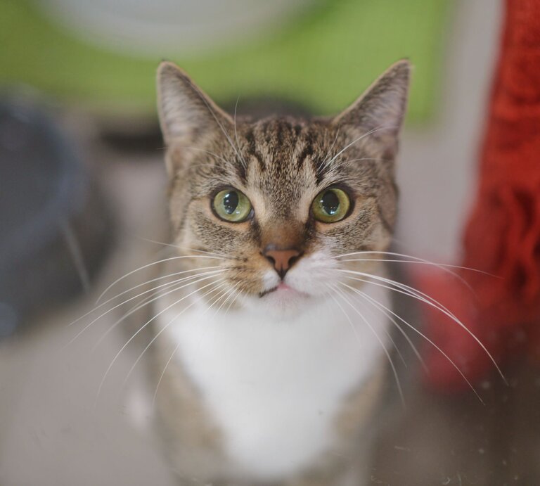 Katze Sunna aus dem Tierheim Berlin | © Tierheim Berlin
