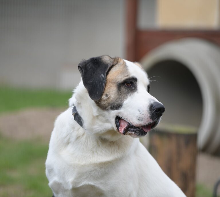 Hund Lexus aus dem Tierheim Berlin | © Tierheim Berlin