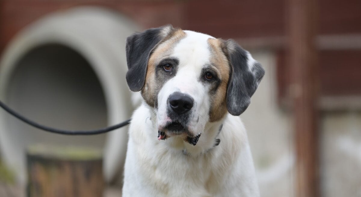 Hund Lexus aus dem Tierheim Berlin