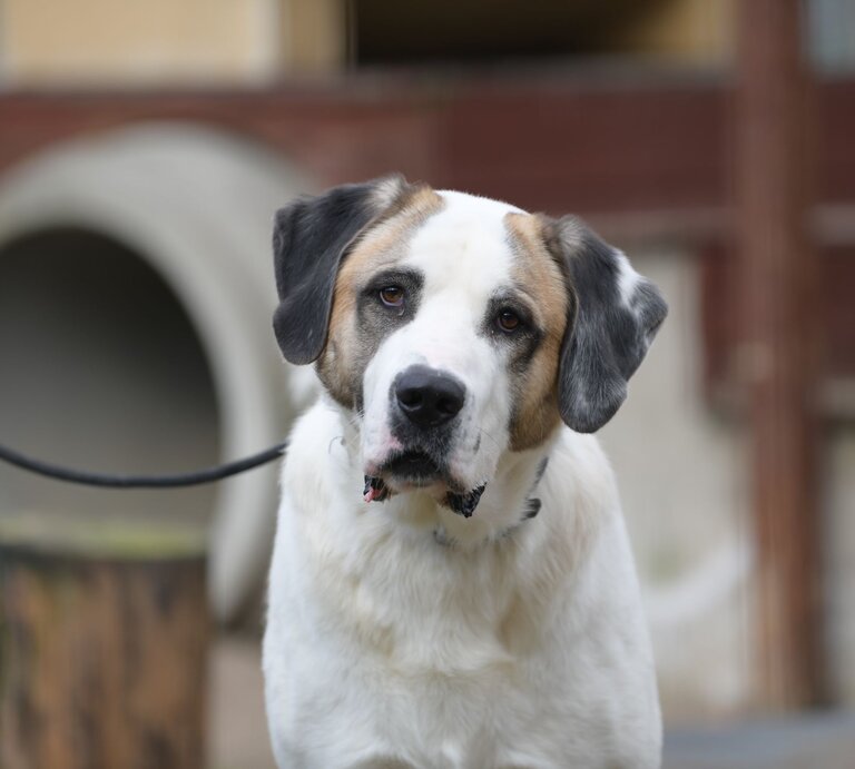 Hund Lexus aus dem Tierheim Berlin | © Tierheim Berlin