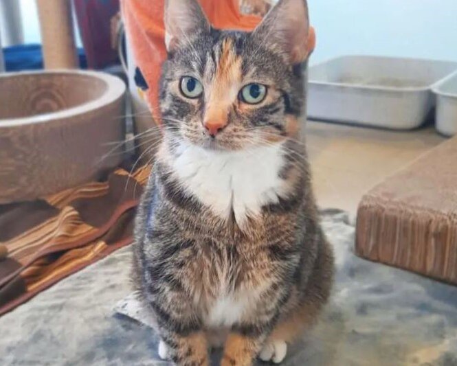 Katze Mochi aus dem Tierheim Berlin | © Tierheim Berlin