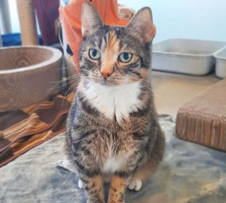 Katze Mochi aus dem Tierheim Berlin | © Tierheim Berlin