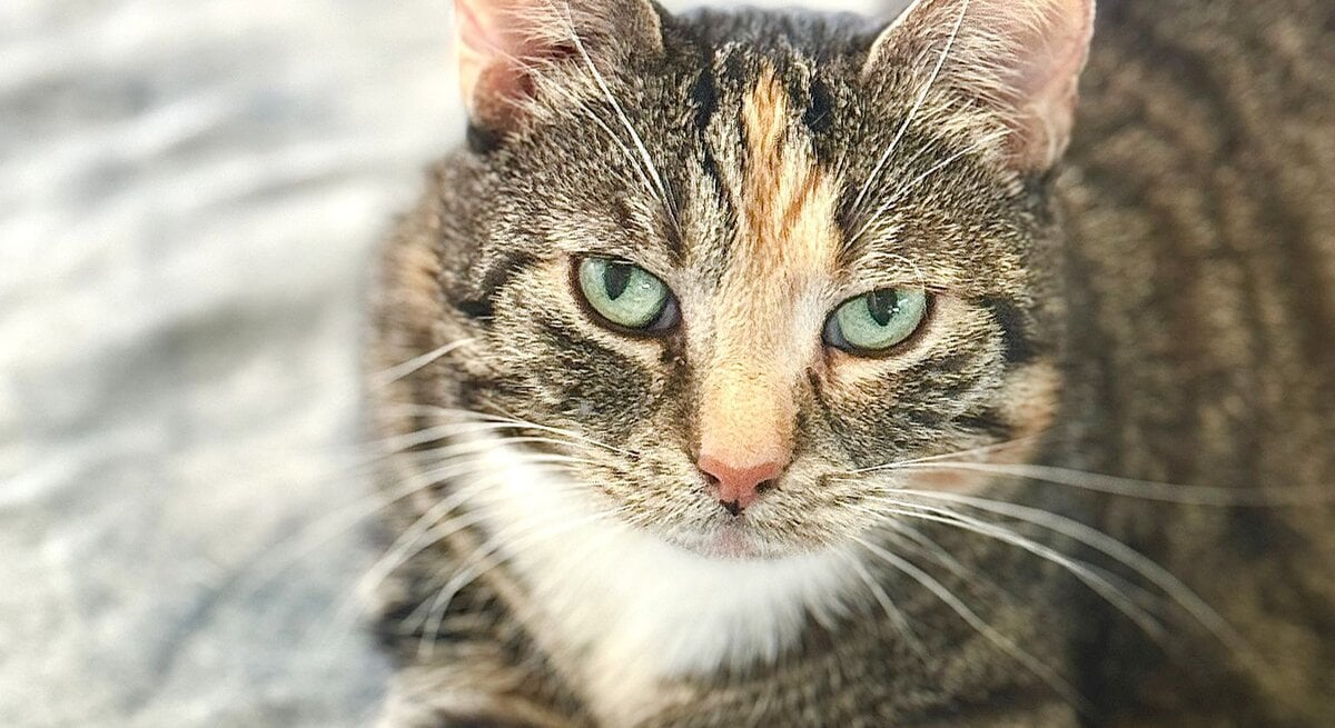Katze Mochi aus dem Tierheim Berlin