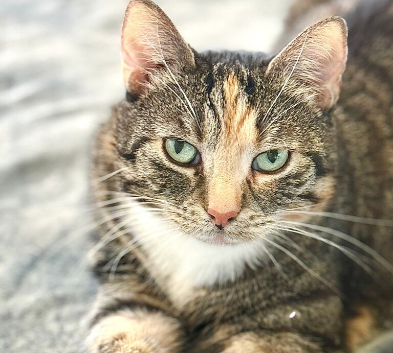Katze Mochi aus dem Tierheim Berlin | © Tierheim Berlin