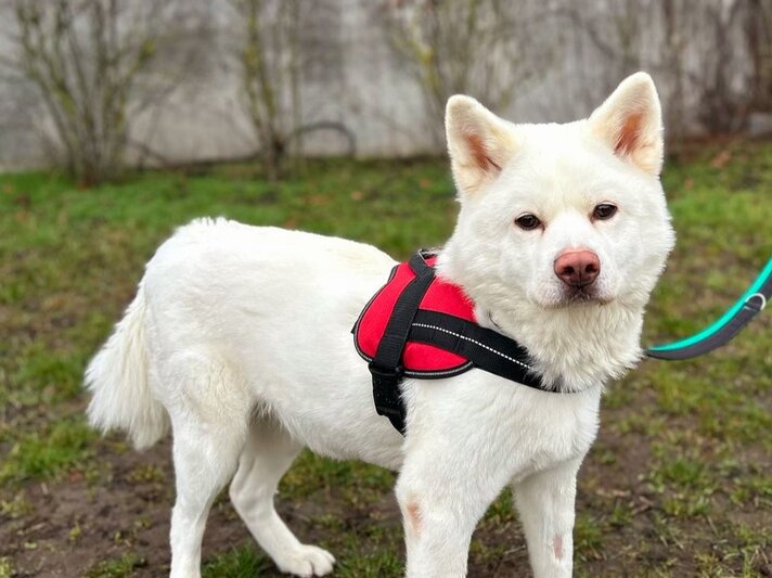 Hündin Lucy, ein Akita Inu aus dem Berliner Tierheim | © Tierheim Berlin