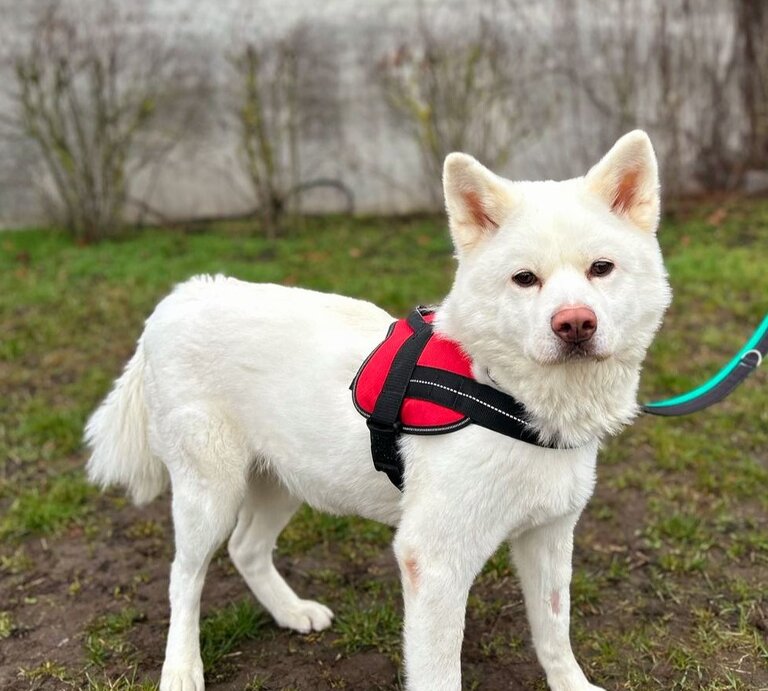 Hündin Lucy, ein Akita Inu aus dem Berliner Tierheim | © Tierheim Berlin