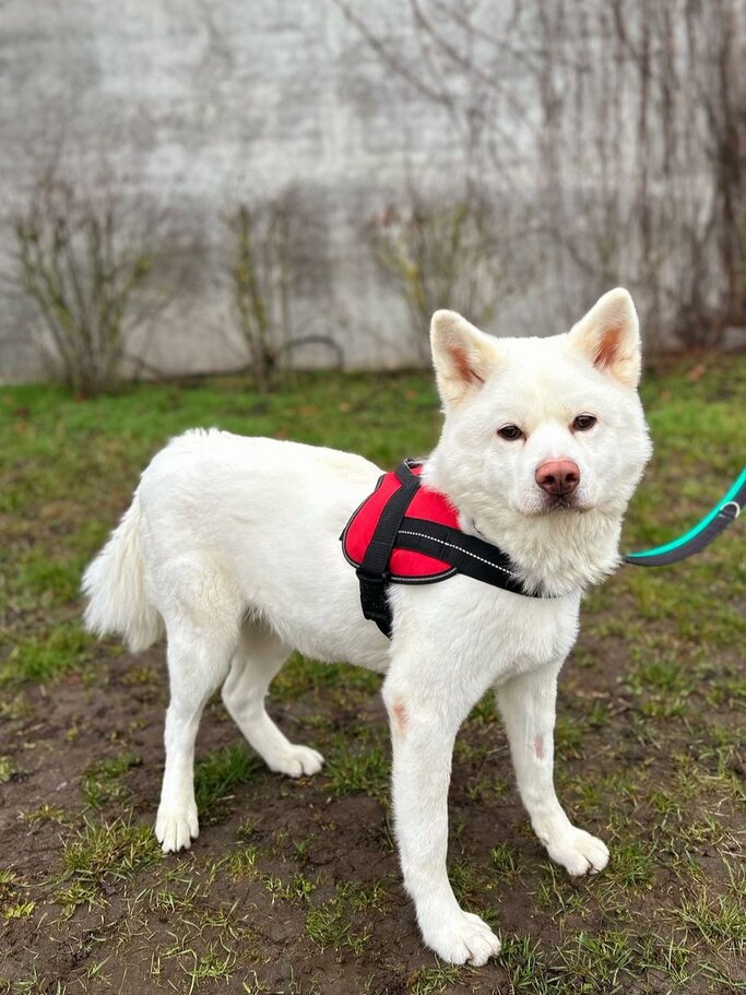 Hündin Lucy, ein Akita Inu aus dem Berliner Tierheim | © Tierheim Berlin