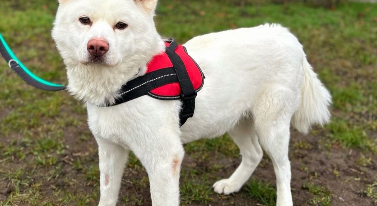 Hündin Lucy, ein Akita Inu aus dem Berliner Tierheim