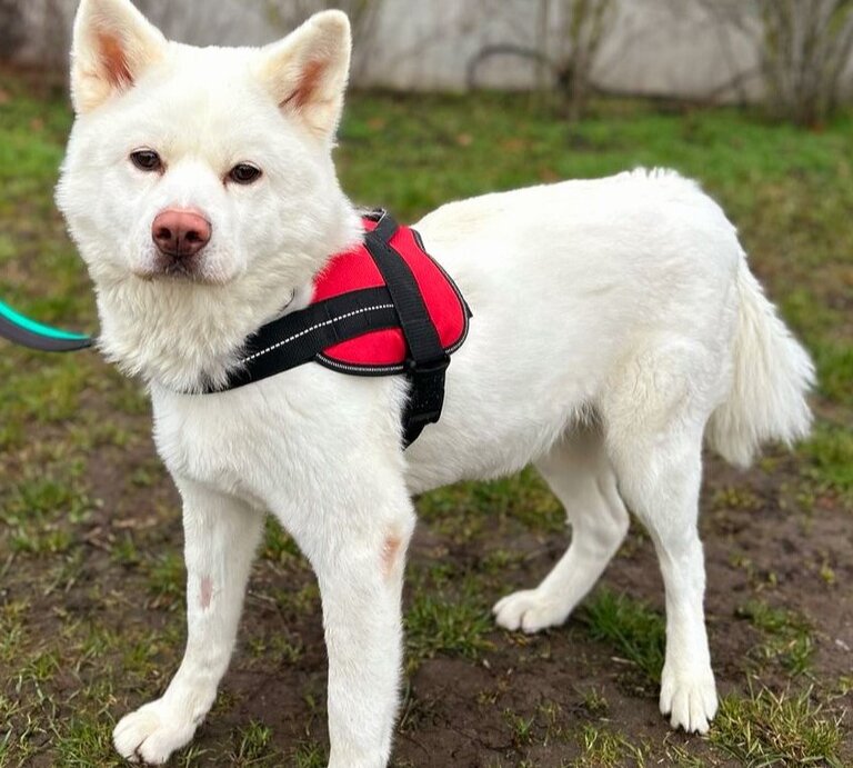 Hündin Lucy, ein Akita Inu aus dem Berliner Tierheim | © Tierheim Berlin