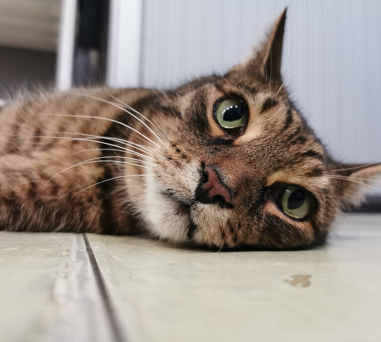 Kater Bartimäus, ein Europäisch Kurzhaar aus dem Berliner Tierheim | © Tierheim Berlin