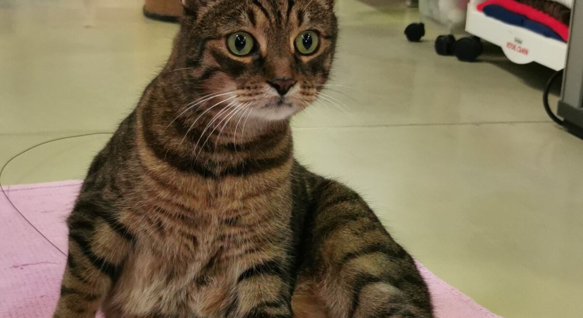 Kater Bartimäus, ein Europäisch Kurzhaar aus dem Berliner Tierheim
