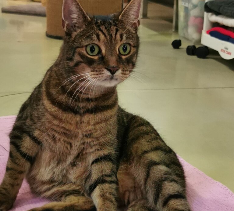 Kater Bartimäus, ein Europäisch Kurzhaar aus dem Berliner Tierheim | © Tierheim Berlin