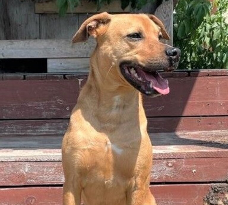 Hund Nino, ein Terrier-Mix aus dem Berliner Tierheim | © Tierheim Berlin