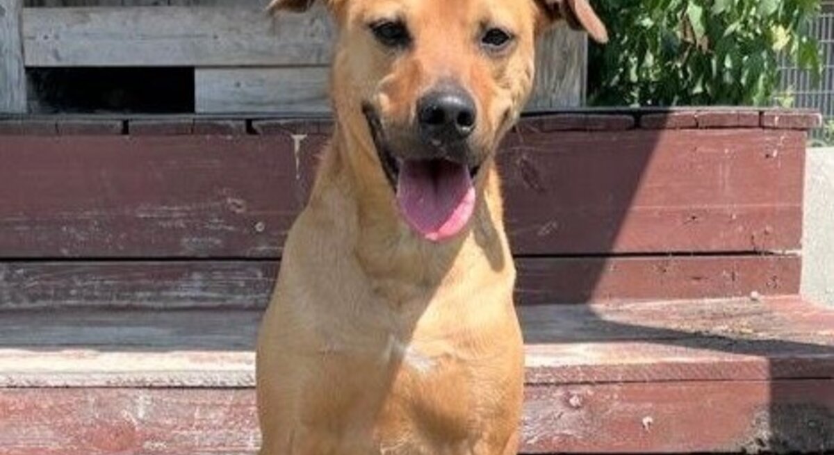 Hund Nino, ein Terrier-Mix aus dem Berliner Tierheim