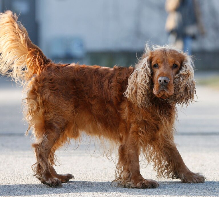 Hund Sunny, ein Cocker Spaniel aus dem Berliner Tierheim | © Tierheim Berlin