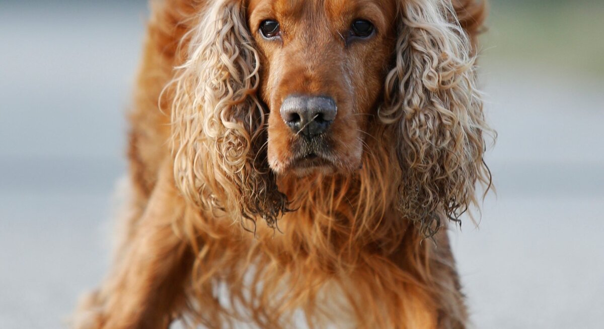 Hund Sunny, ein Cocker Spaniel aus dem Berliner Tierheim