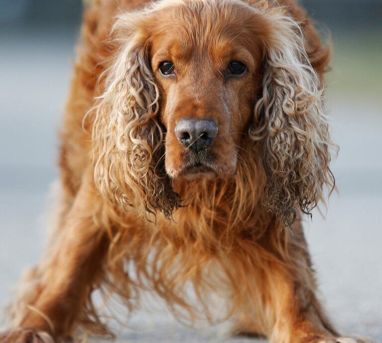 Hund Sunny, ein Cocker Spaniel aus dem Berliner Tierheim | © Tierheim Berlin