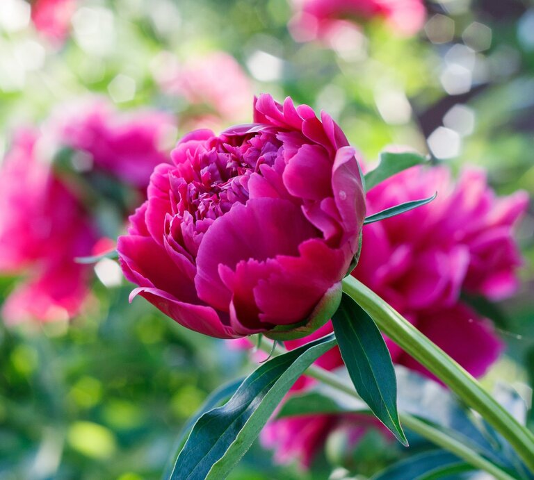 Adobe Stock/ tachyglossidae | © Lebendige, pinke Pfingstrosenblüte im Vordergrund, umgeben von weiteren Blumen.