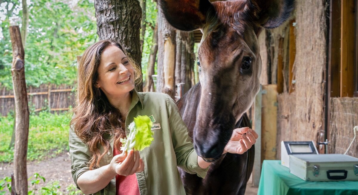 Lachende Elisabeth Lanz mit langen braunen Haaren füttert ein Okapi mit Salatblättern im grünen Gehege.