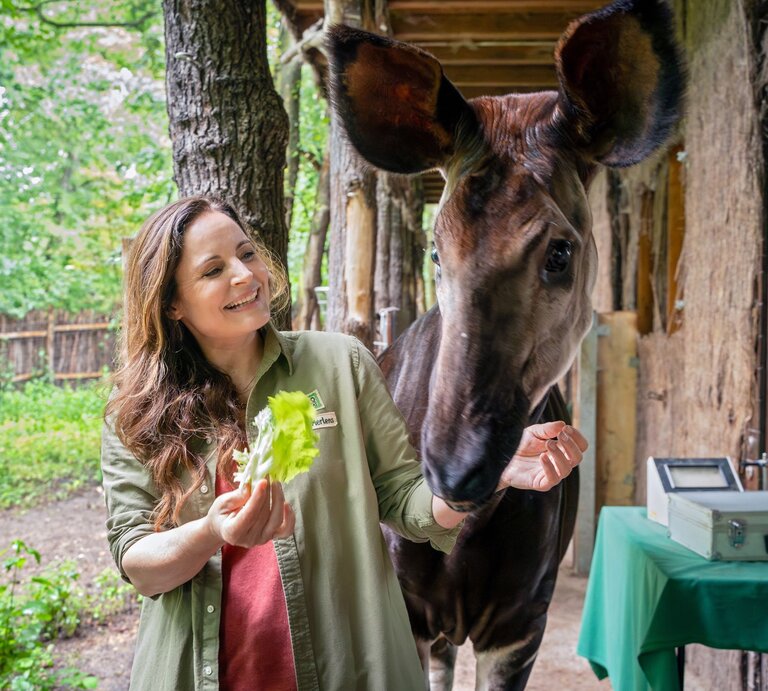 Lachende Elisabeth Lanz mit langen braunen Haaren füttert ein Okapi mit Salatblättern im grünen Gehege. | © ARD/ Steffen Junghans