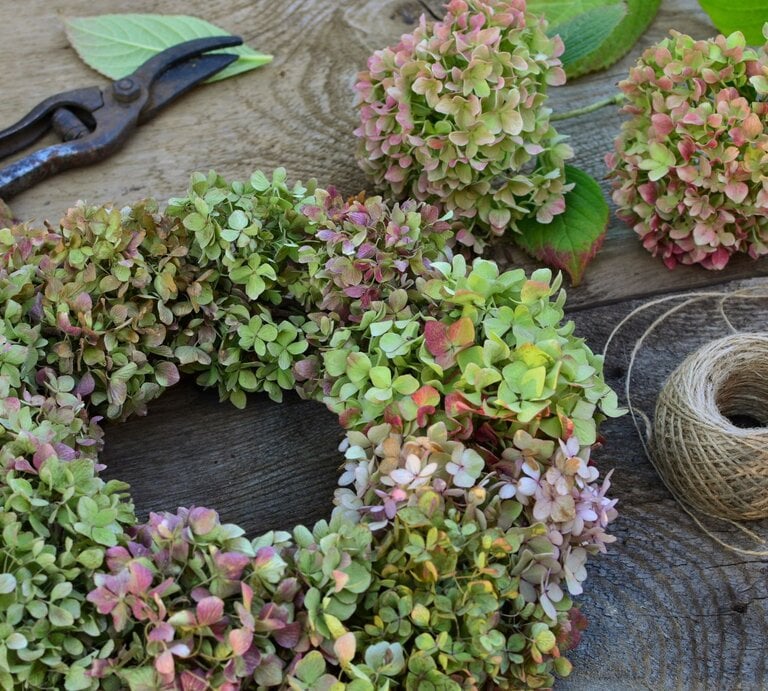 Kranz aus zart rosagrünen Hortensienblüten liegt neben Gartenschere, Juteschnur und Blütenbällen auf rustikalem Holz. | © Shutterstock/Bankiras